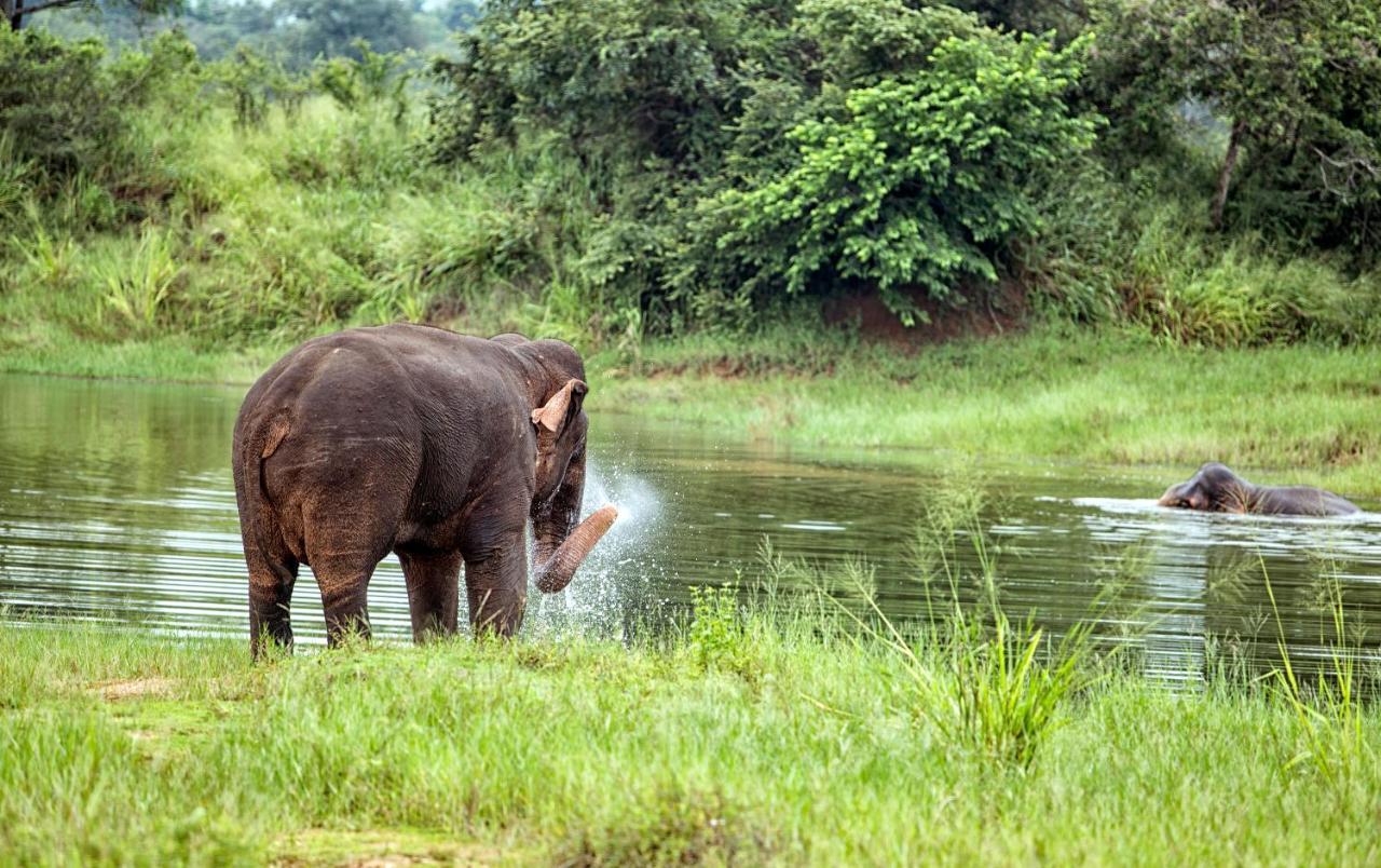 ホテル Lavendish Wild Safari Wasgamuwa エクステリア 写真